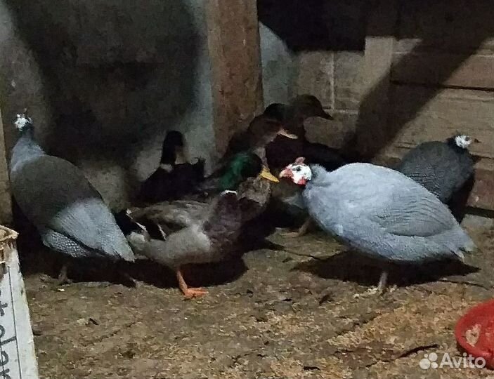 Домашняя птица