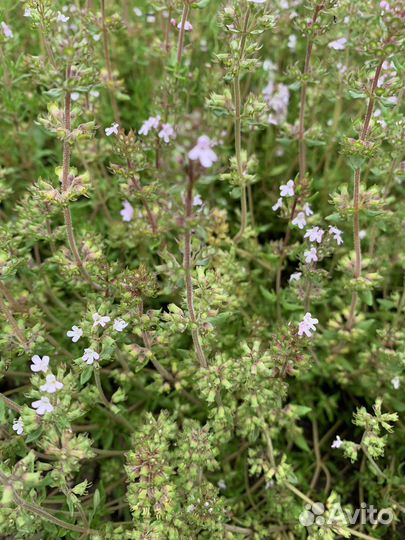 Лаванда садовая; Тимьян; Мелиса лимонная; Душица