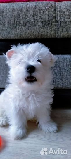 Щенки вестики