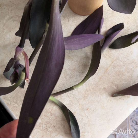 Рэо, Секретазия пурпурная