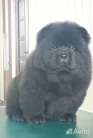 Черные детки