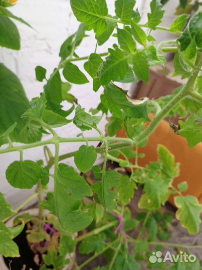 Рассада помидор