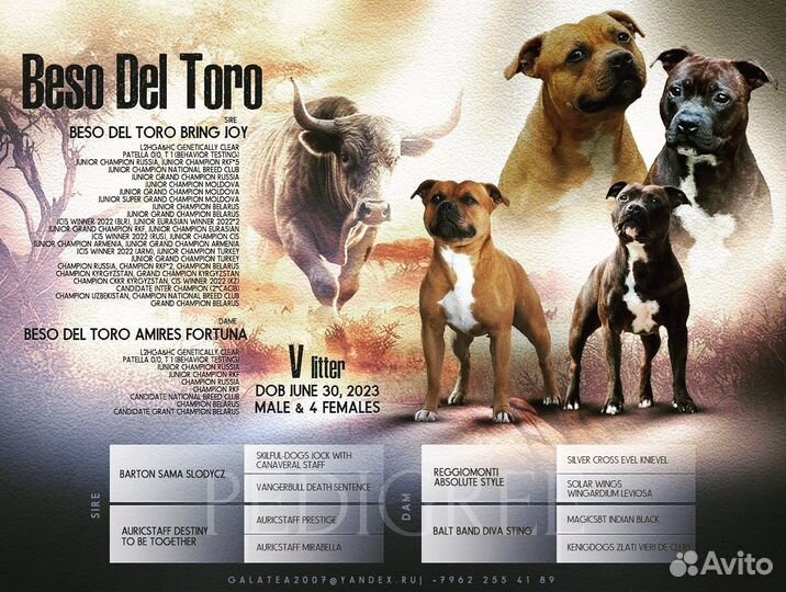 Щенки стаффордширский бультерьер