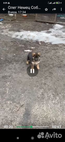 Немецкая овчарка