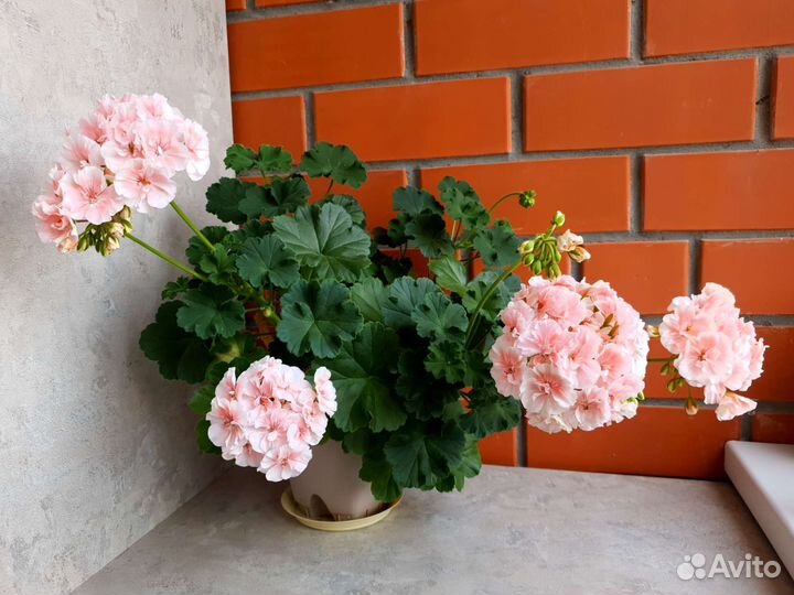 Пеларгония герань