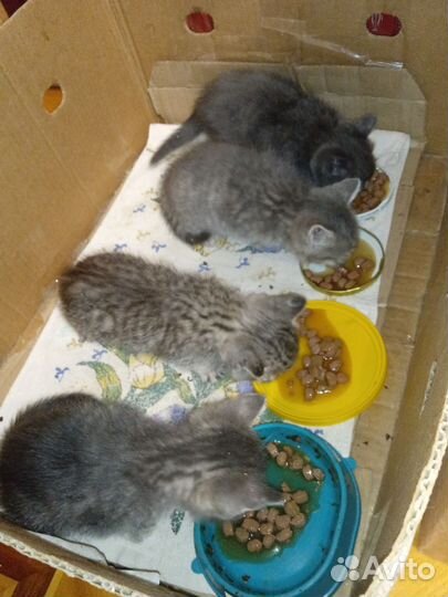 Котенок