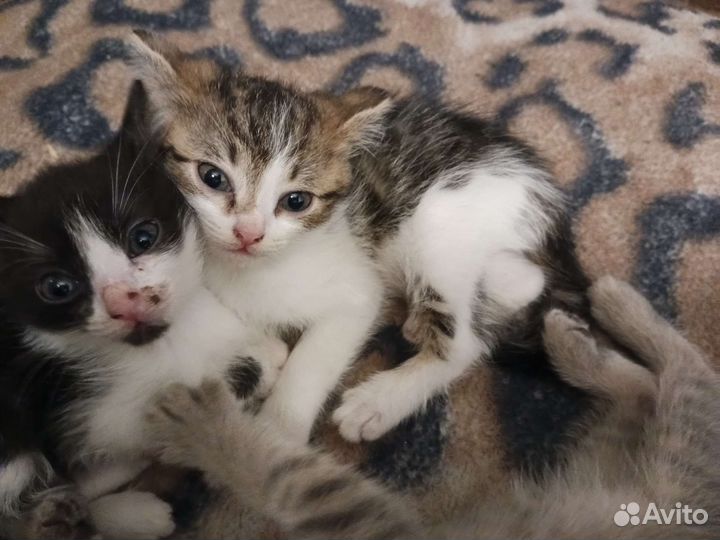 Отдам в добрые руки котят