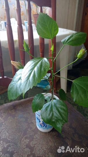 Гибискус китайская роза