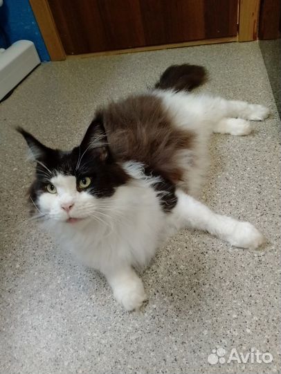 Котики в добрые руки