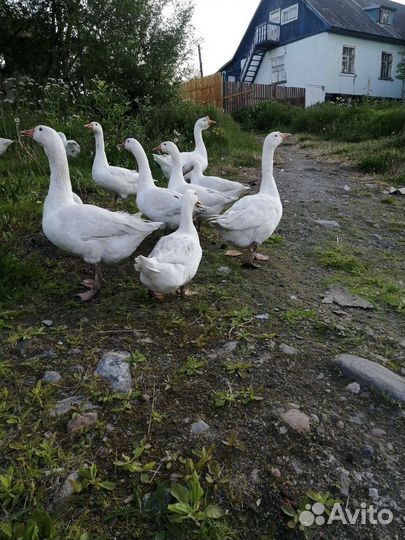 Гуси, утки