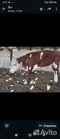 Бычок герефорд