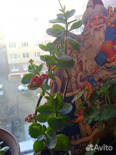 Каланхое цветущий