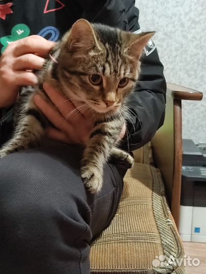 Найдена кошка