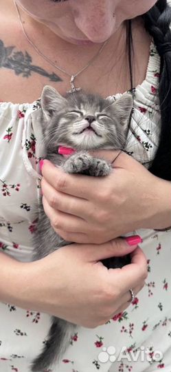 Котенок сибирский