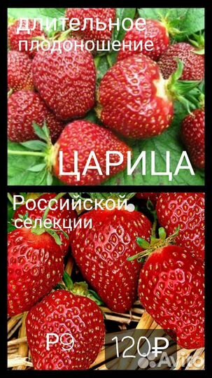 Рассада клубники