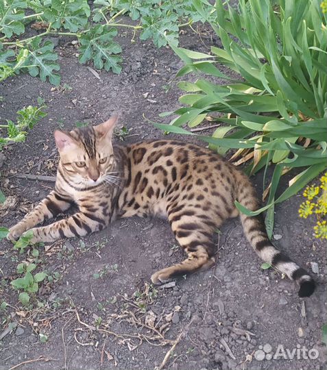 Кот Бенгальский