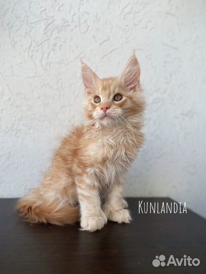 Котята мейн-кун