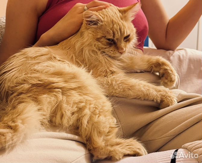 Рыжик пушистик