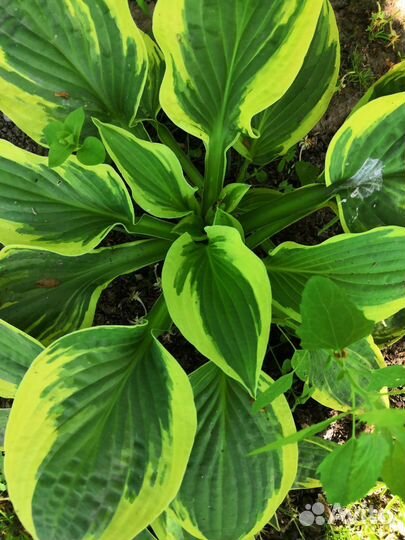 Продаются хосты