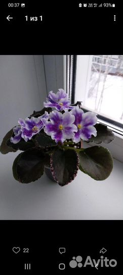 Фиалка детка