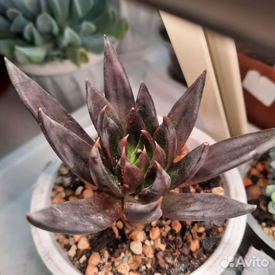 Суккуленты эхеверия Чёрный рыцарь