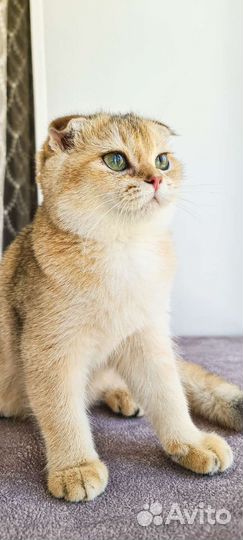 Шотландский котенок-девочка