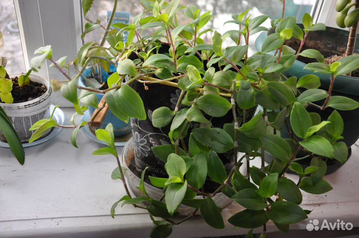 Цветы комнатные и кливия