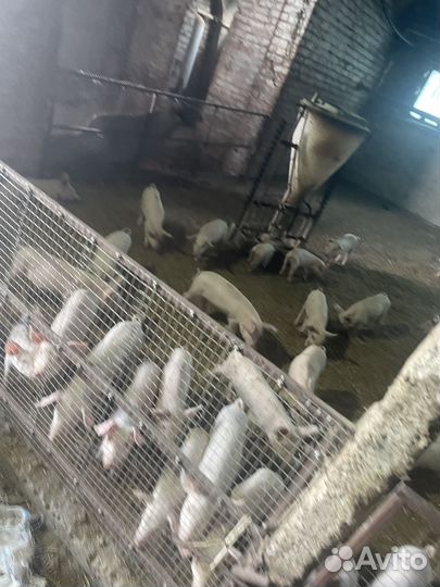 Поросята/ландрас с крупной белой