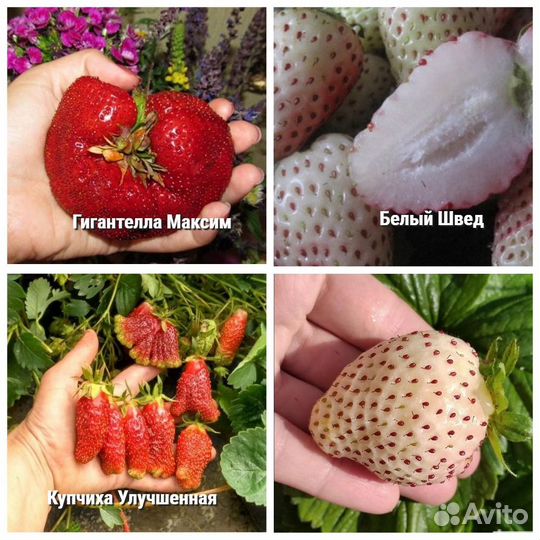 Саженцы Экзотических сортов клубники доставка