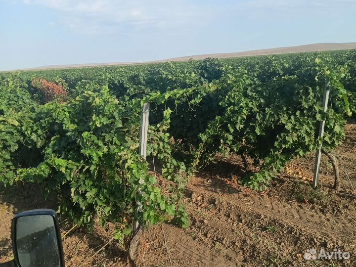 Требуются разнорабочие с ежедневной оплатой