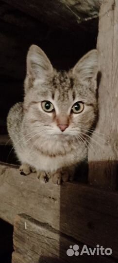 Добрый котенок ищет дом