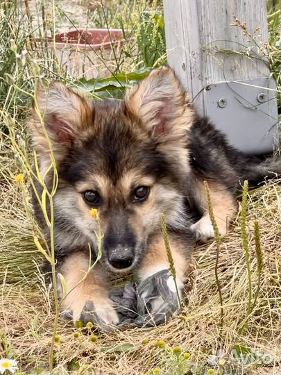 Щенки бесплатно