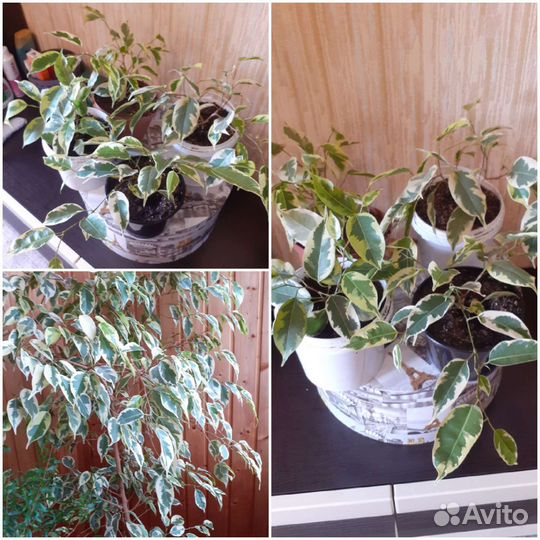 Фикус бенджамина пестролистный