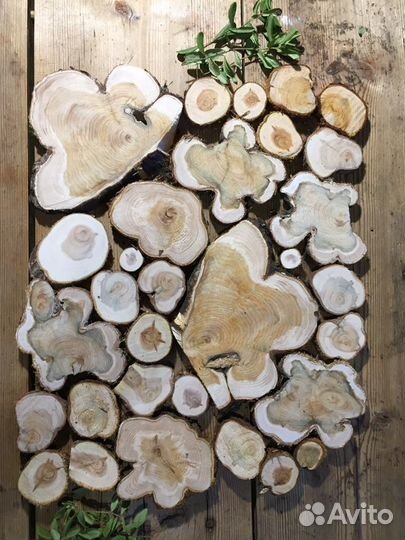 Пано из можжевельника