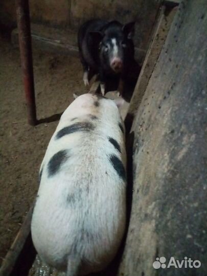 Поросята вьетнамские+кармал