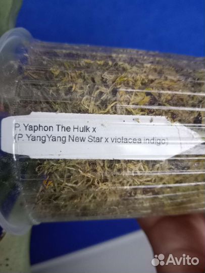 Орхидея P. Yaphon the hulk микс