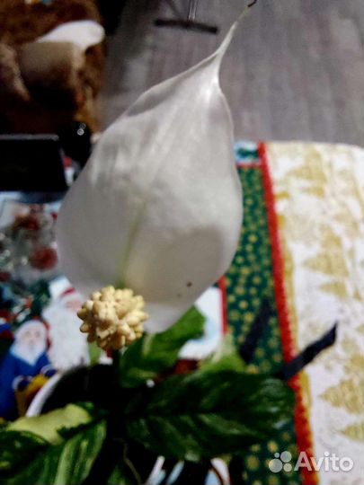 Спатифиллум домино