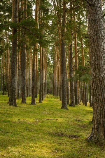 Участок 2,41 га (ИЖС)