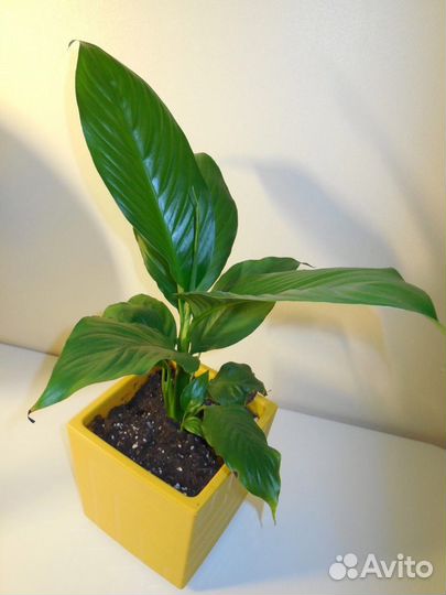 Спатифиллум (женское счастье)