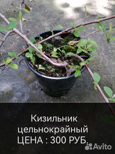 Декоративные растения для сада