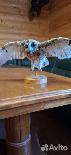 Чучело совы