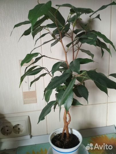 Фикус бенджамина (разные размеры)