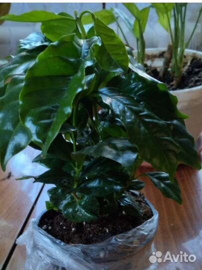 Кофе аравийский (арабика)