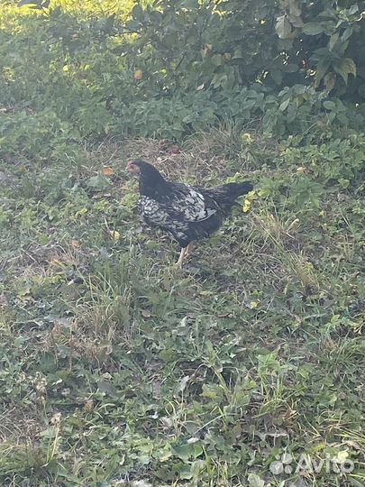 Молодые петушки