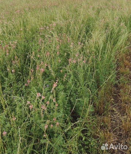 Сено луговое и люцерна в тюках 2024 год