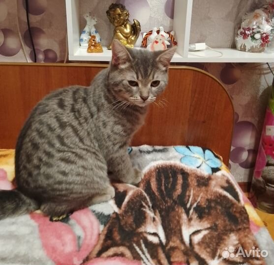 Отдам котика в добрые руки