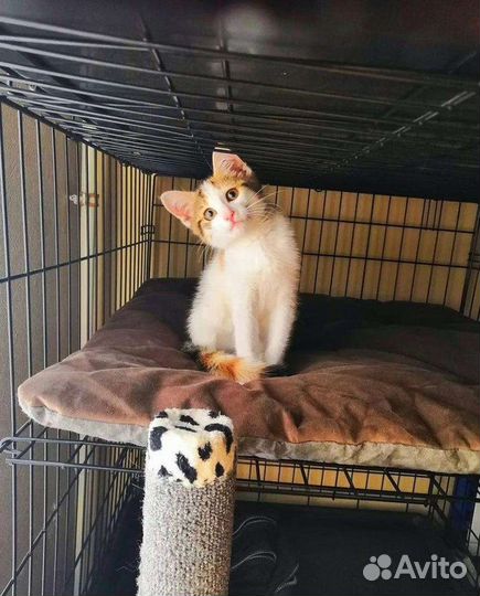 Зоогостиница