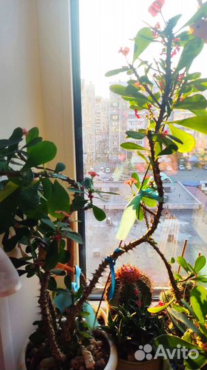 Молочай Миля