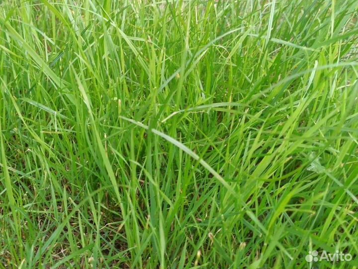 Семена газонной травы