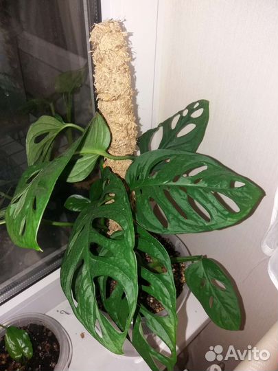 Монстера Обликва Манки Маск